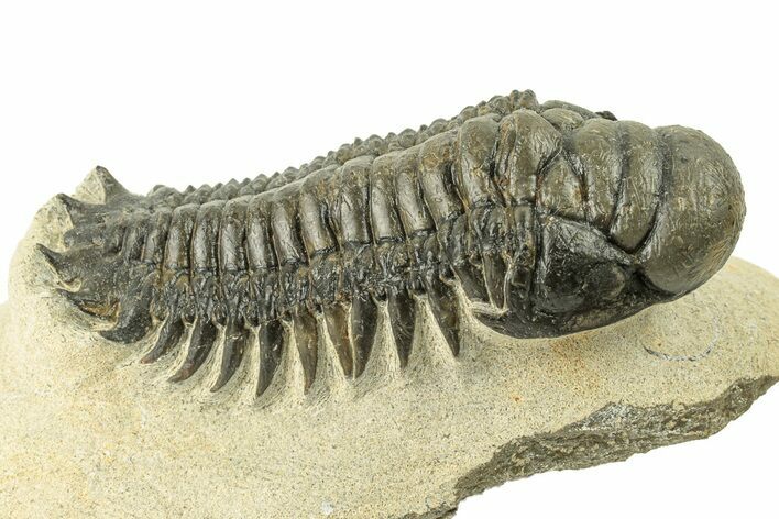 Detailed Crotalocephalina Trilobite - Atchana, Morocco #251050